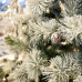 Albero di Natale Innevato Siberia
